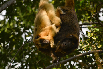 A pair of black howler monkeys on a tree, Pilar, Paraguay