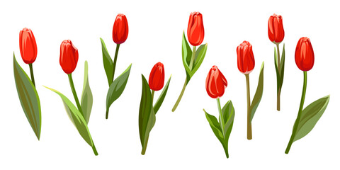 Colorful collection of hand drawn flowers. Red Tulips isolated on a white background. Spring bouquet for holidays.