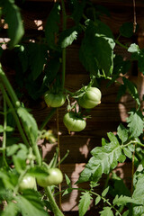 Green unripe tomatoes on vine in sunny garden, fresh leaves and stems, organic farming and vegetable cultivation