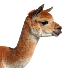 Obraz premium Fluffy brown alpaca profile isolated on a transparent background animal mammal