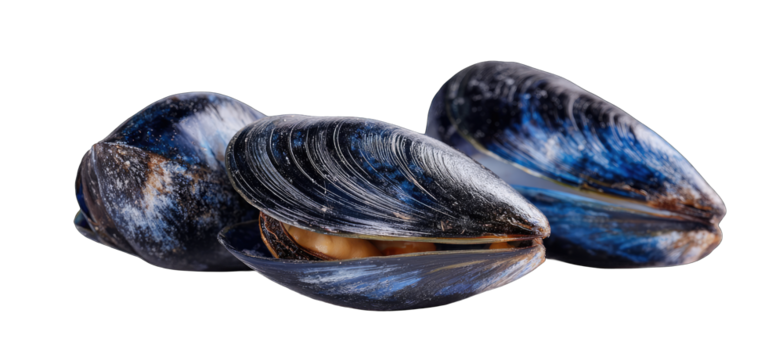 Two dark blue mussel shells, detailed texture