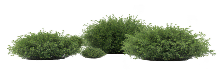 A cluster of lush green bushes isolated on transparent background