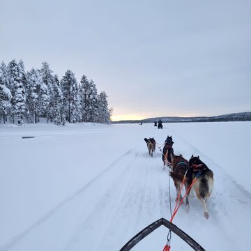 Husky Schlittenhunde