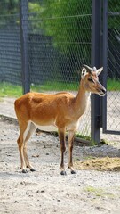 A reddish-brown antelope stands in a zoo enclosure
