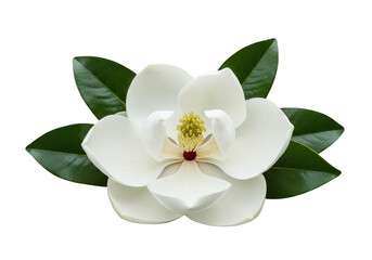 Obraz premium Single white magnolia flower with green leaves isolated on transparent background