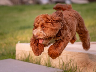 A beautiful red Labradoodle dog runs among the green grass. Happy and joyful dog