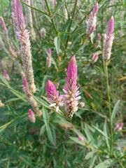 Close-up of pink Celosia argentea flowers blooming in spikes by the rice field, showing vibrant color and delicate texture.