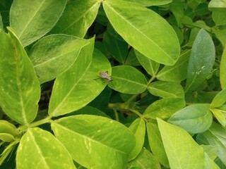 Close-up of a true bug resting calmly among lush green leaves in the field, highlighting its detailed body and long antennae.