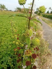 Naklejka premium Close-up of Hyptis suaveolens flower ball blooming by the rice field, with spiky green petals and textured leaves in natural light.
