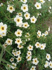 Fototapeta premium Close-up of Turnera subulata flower blooming by the rice field, with white petals, yellow center, and dark core in natural light.