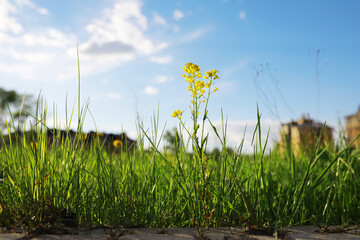 Flowers and plants summer field in sunlight