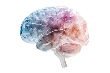 Translucent human brain model with gradient colors from blue to pink, showing detailed anatomical structure on white background for medical and educational purposes.
