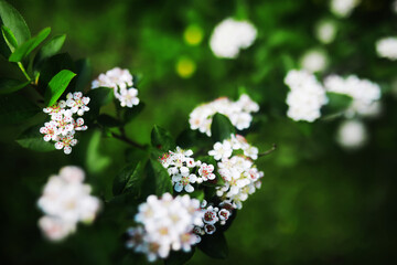 Green Leaves.Nature background. The natural background in the park, with blurred winds, fresh air and coolness.
