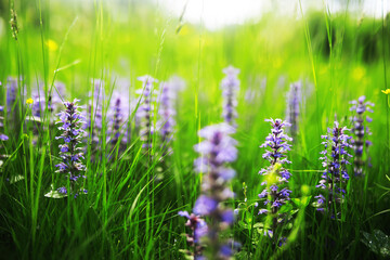 Green Leaves.Nature background. The natural background in the park, with blurred winds, fresh air and coolness.