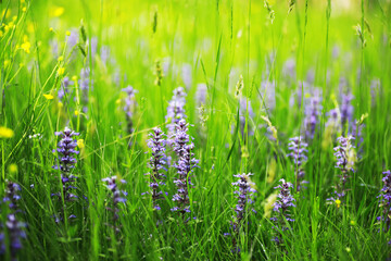Green Leaves.Nature background. The natural background in the park, with blurred winds, fresh air and coolness.
