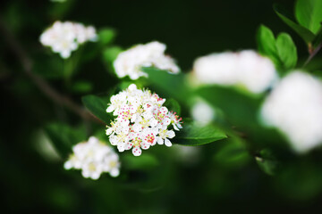 Green Leaves.Nature background. The natural background in the park, with blurred winds, fresh air and coolness.