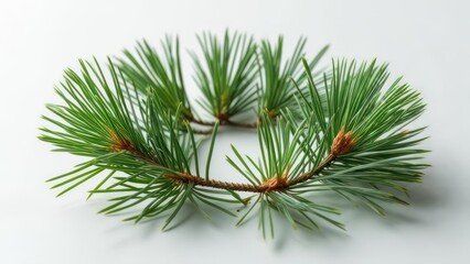 Pine branches arranged in a circle