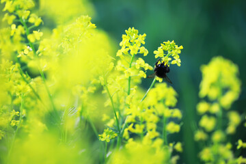 Flowers and plants summer field in sunlight
