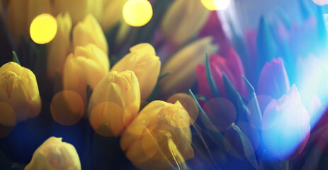 Abstract flower background with bokeh, tulip flowers close-up in a vase. Mothers Day.