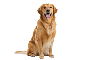 A happy and friendly golden retriever dog sitting and looking at the camera, isolated on transparent background