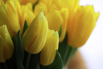 Tulip flowers close-up in a vase. Mothers Day.