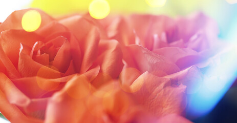 Abstract flower background with bokeh, tulip flowers close-up in a vase. Mothers Day.