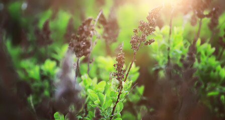  Calm quiet scene green grass landscape.Spring green grass.