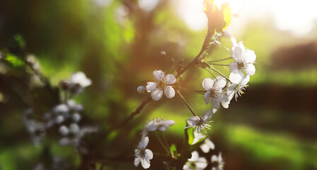 The first flowers against the background of green spring. Spring bloom.
