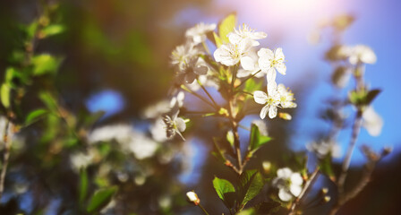 The first flowers against the background of green spring. Spring bloom.
