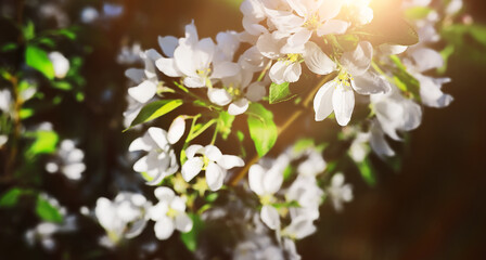 The first flowers against the background of green spring. Spring bloom.