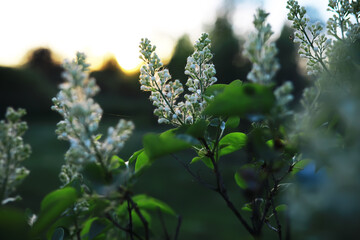 Spring bloom. The first flowers against the background of green spring.