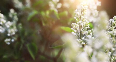 The first flowers against the background of green spring. Spring bloom.