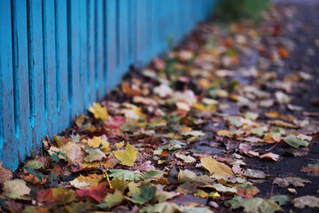 Beautiful autumn park. Russian North. Autumn trees and leaves. Autumn Landscape.Park in Autumn....