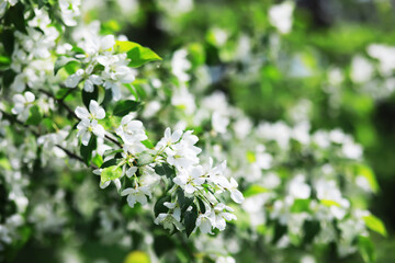 Spring bloom. The first flowers against the background of green spring.
