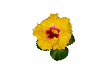 Yellow hibiscus flower on white background