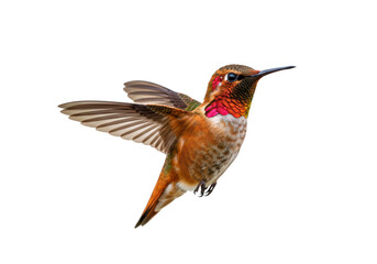 Fototapeta premium Rufous hummingbird in flight, isolated on transparent background, showcasing its vibrant orange and red plumage and delicate wings