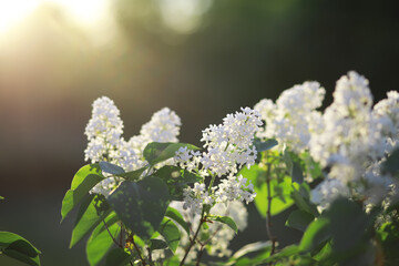 Summer lawn against the backdrop of sunset.