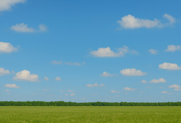 A vast green field stretches into the horizon under a bright blue sky dotted with fluffy white clouds, evoking a sense of peace, openness, and natural beauty on a sunny day.