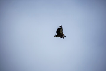 whitehead vulture in flight