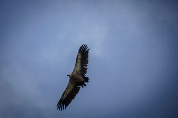 Whitehead vulture in flight