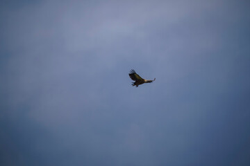 Whitehead vulture in flight