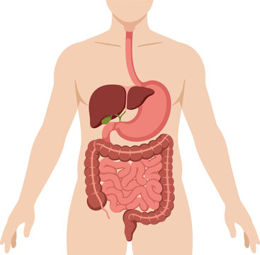 Human digestive system anatomy illustration