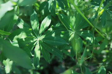 Summer landscape, lush green vegetation and nature.