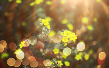  field in sunlight with flowers and plants summer