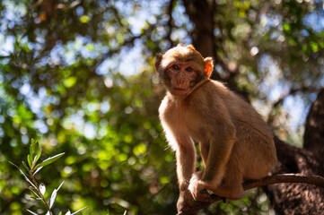 Small macaque monkey near the Ouzoud waterfall, Morocco.
