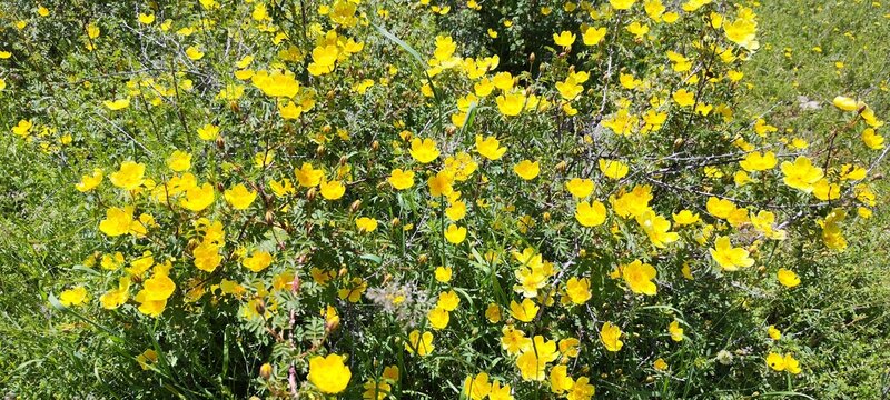 Beautiful rosehip blossoms with bright yellow flowers in the mountains located in the Silbili gorge, Turkestan region, Republic of Kazakhstan.