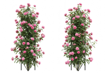 Two pink climbing roses on trellises, isolated on transparent background