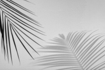 Tropical palm branch casting shadow on white wall. Black and white toning