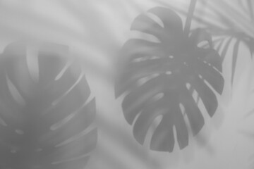 Shadows of tropical plants on white background. Black and white toning