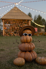 Orange round pumpkins stacked on top of each other to form a funny pumpkin man. Fall harvest,...